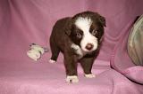 BORDER COLLIE 1300